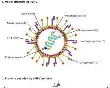 HMPV virus structure